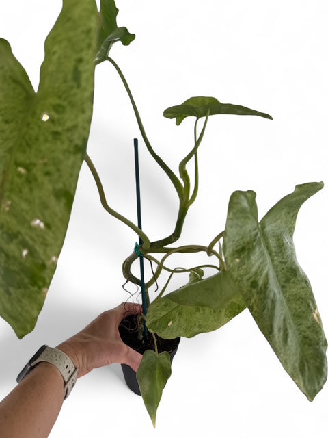 4" Philodendron Paraiso Verde