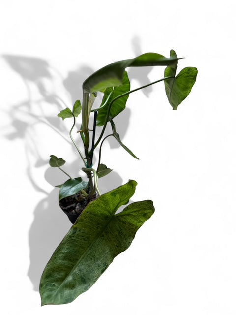 4" Philodendron Paraiso Verde