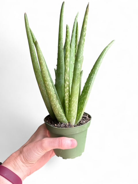 4" Aloe Vera