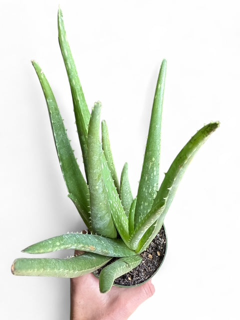 4" Aloe Vera