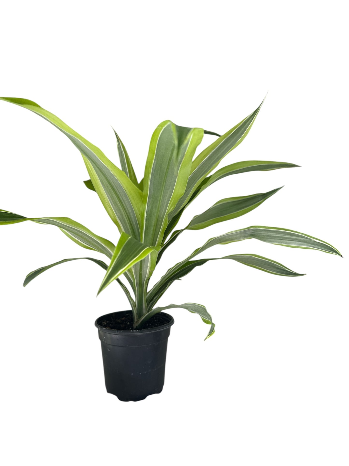 4" Dracaena Lemon Lime